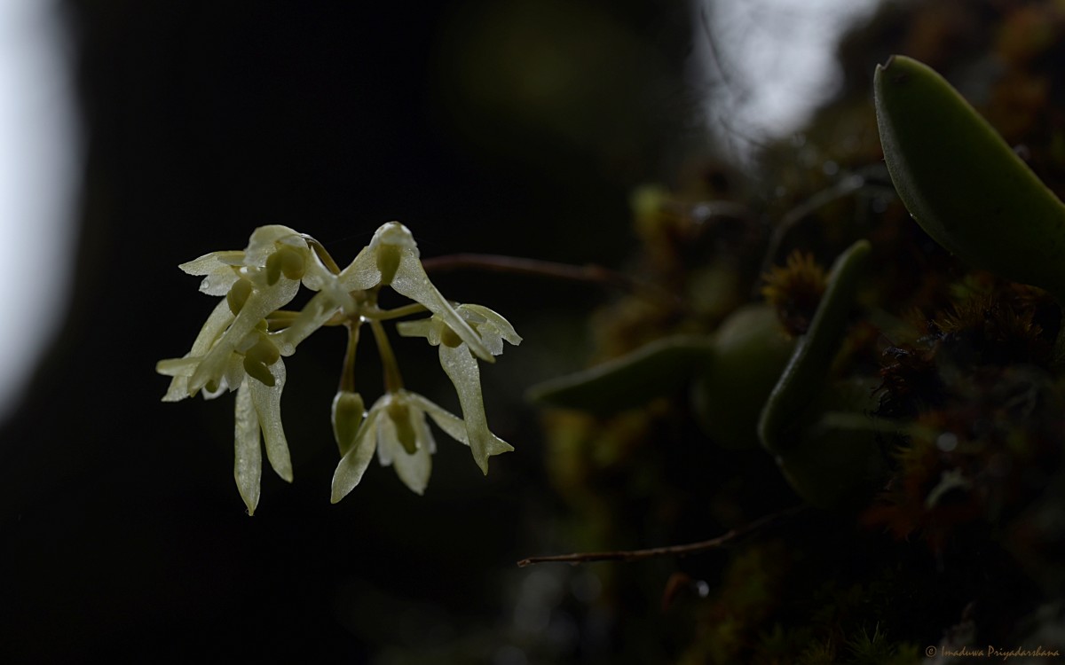 Bulbophyllum trimenii (Hook.f.) J.J.Sm.